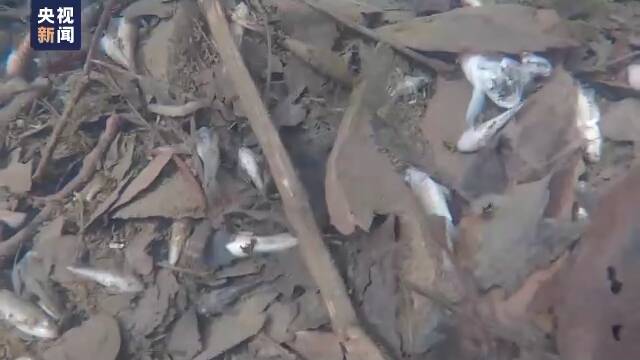 水面漂浮油状物质、现大量死鱼，实拍美俄亥俄污染水域