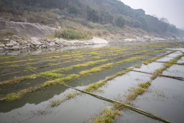 这是2023年2月7日在长江重庆江津段岸边拍摄的人工鱼巢。新华社记者黄伟摄