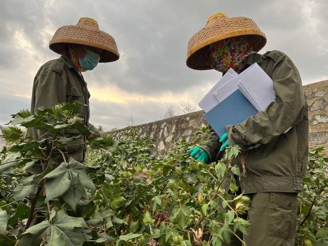 科研人员在国家野生棉种质资源圃（三亚）观察、记录棉花长势。新华社记者罗江摄