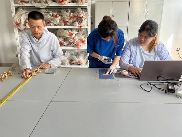 谌泊均（左一）和同学在考种室工作。新华社记者罗江摄