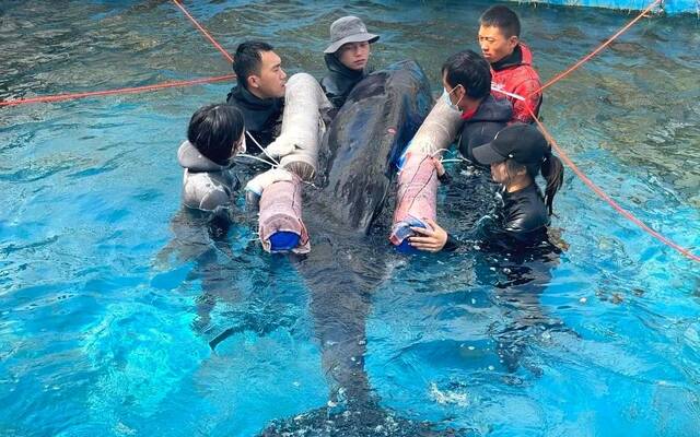 ▲专业人员在看护受伤的侏儒抹香鲸。新京报资料图