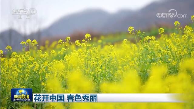 花开中国 春色秀丽