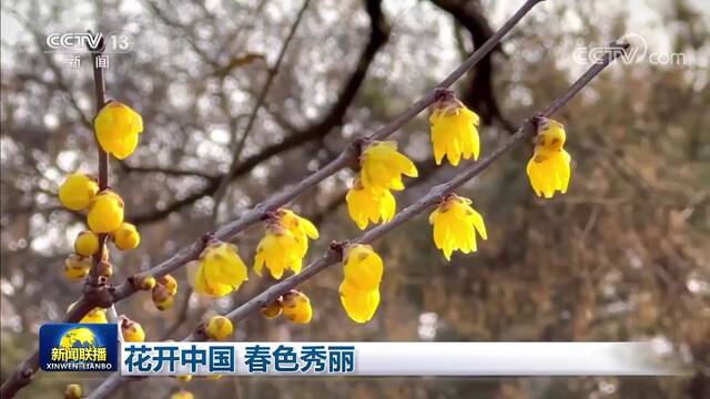 花开中国 春色秀丽