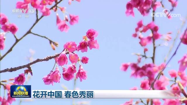 花开中国 春色秀丽