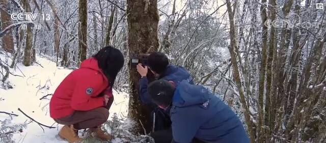 开年新气象 环保在行动丨神农架地区野生动物家族“人丁兴旺” 活动频繁