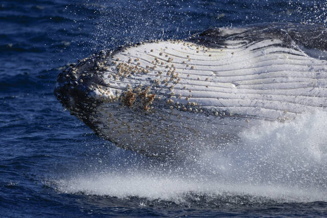 随着数量的增长很少座头鲸会哀嚎着寻找配偶
