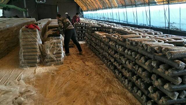 小马坊村村民在香菇大棚内劳动。新华社记者许雄摄