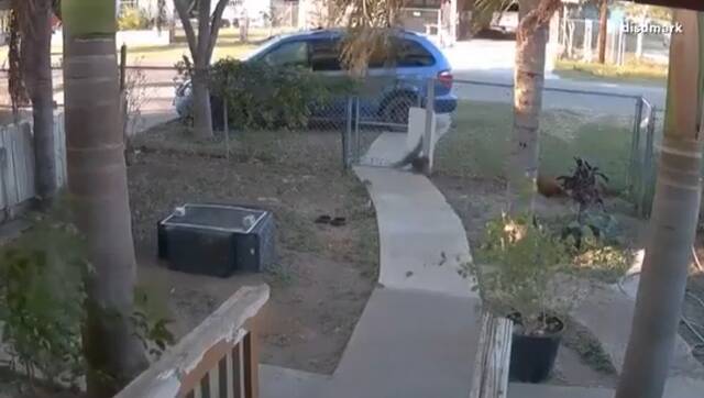 家用摄像头拍摄的视频显示鸟类四处飞散