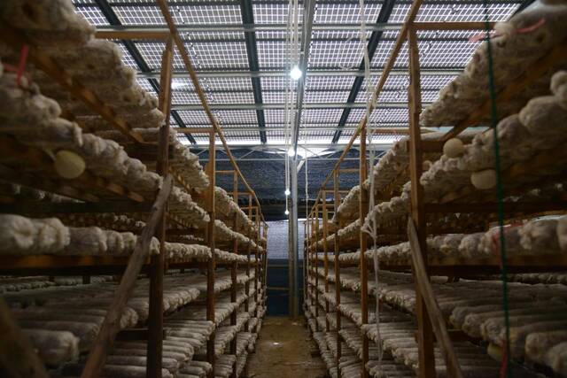 吉巷乡前垅村完成改造的菇棚棚上发电，棚下养菇。新华社记者李昊泽摄