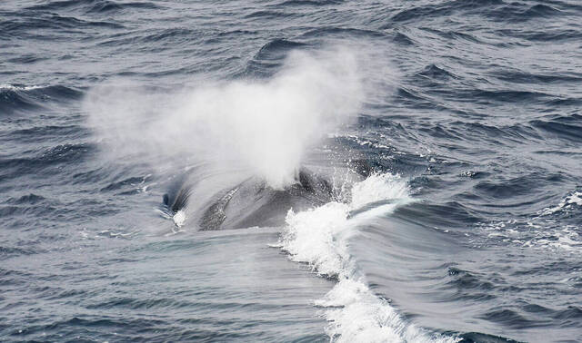 从视频到人工智能：更多地了解南极蓝鲸