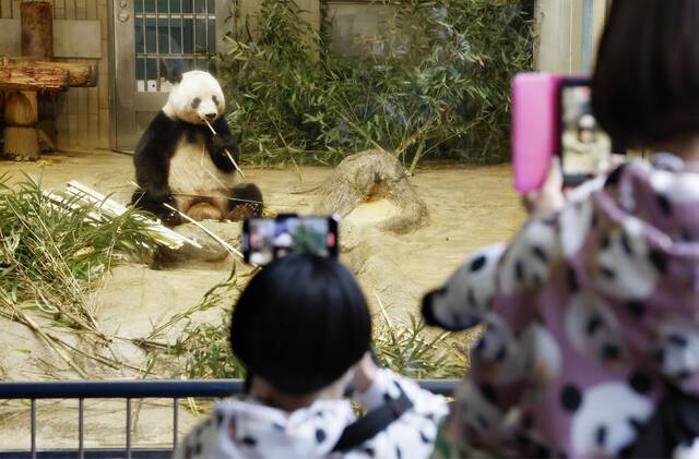 旅日大熊猫“香香”顺利抵蓉，预计1个月后与公众见面