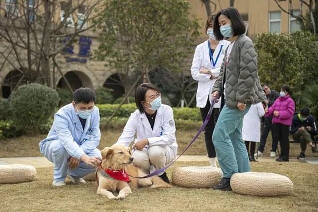 治疗犬加入互动视觉中国供图