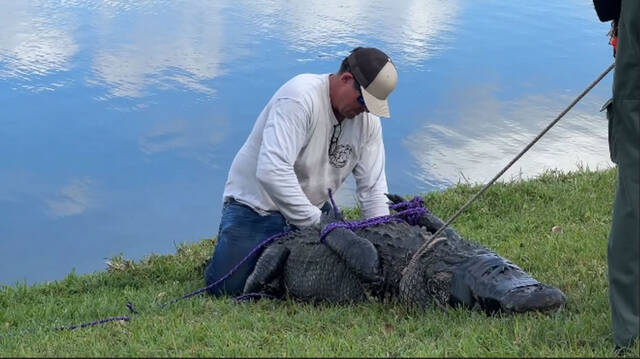 美国佛州85岁女子为救宠物狗被鳄鱼拖入水中活活咬死捕鳄专家捕获300多公斤巨大鳄鱼