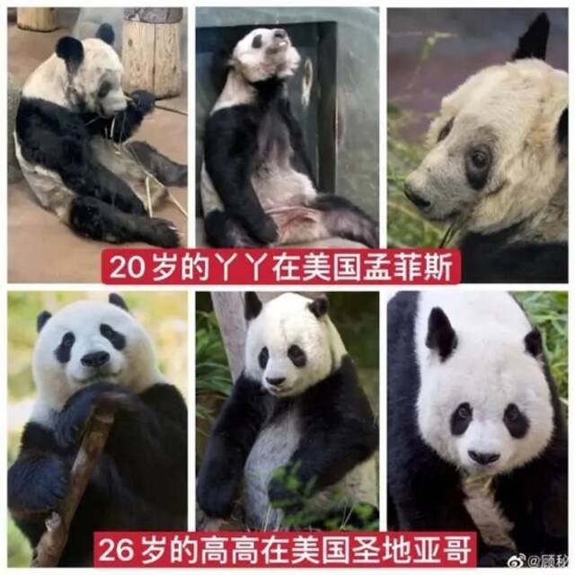 热搜沸了！旅美20年，被曝瘦骨嶙峋，网友呼吁提前接大熊猫丫丫回国：“坚持住啊，接你回家！”