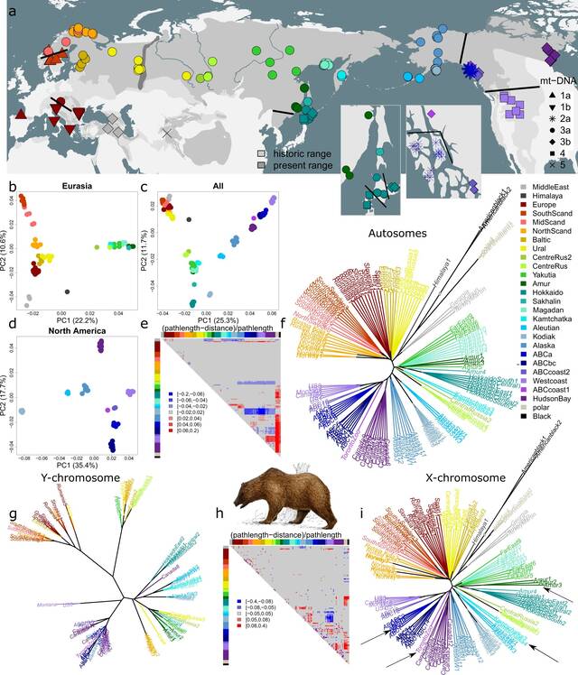 基因组研究阐明了整个物种范围内棕熊的多样性
