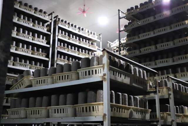 双鸭山南瓮泉种养殖有限公司养菌室内，菌包正在合适的温度下培育。新华社记者戴锦镕摄