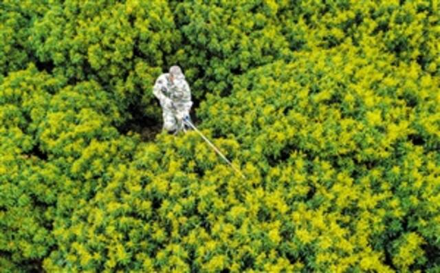 秀英区永兴镇火山荔枝果园，一棵棵荔枝树枝繁叶茂，荔农们抢抓时节进行疏花作业。本报记者张俊其摄