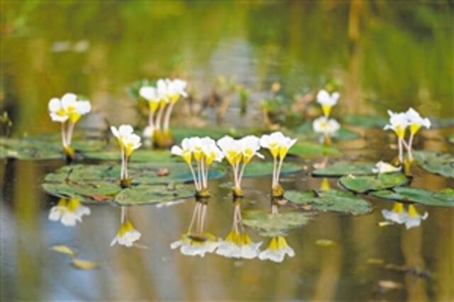 2月21日，海口五源河国家湿地公园生态塘内的水菜花娇艳欲滴。本报记者石中华摄