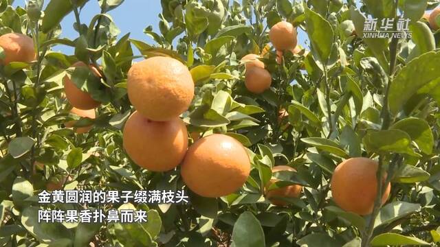 新华全媒+丨云南会泽：从“山疙瘩”到“金果子” 特色产业助力乡村振兴