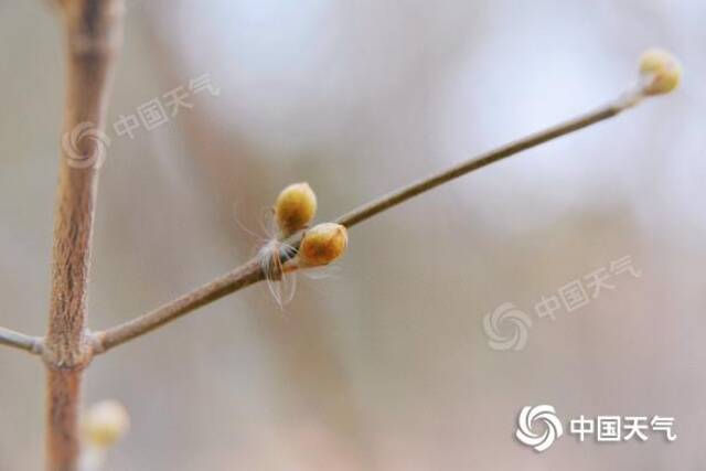 △近日，北京天气渐暖，各种树木春芽萌动。