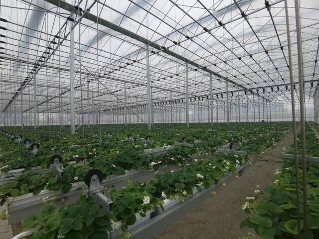 图为安顺市西秀区众鑫草莓产业发展有限公司的草莓种植大棚。（2月6日摄）新华社记者郑明鸿摄