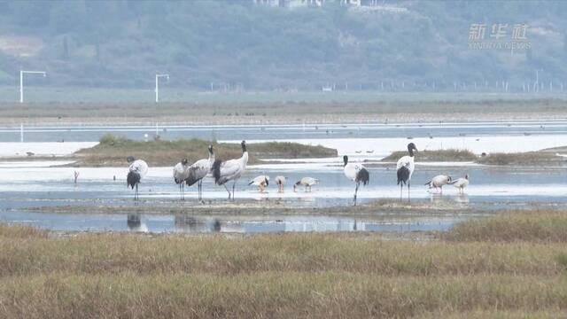 新华全媒+｜贵州威宁为黑颈鹤等候鸟北迁“保驾护航”