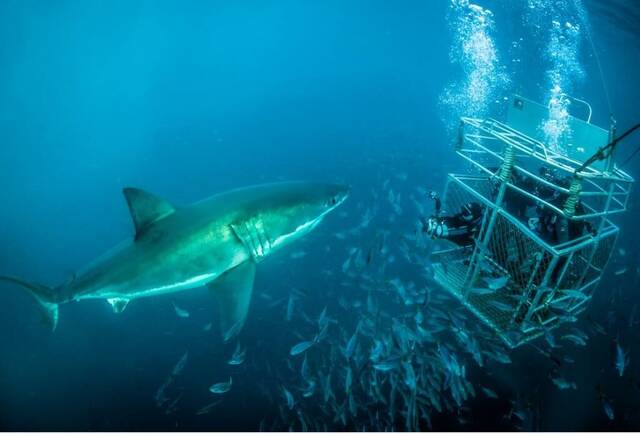 《海洋政策》：研究支持南澳大利亚网箱鲨鱼潜水