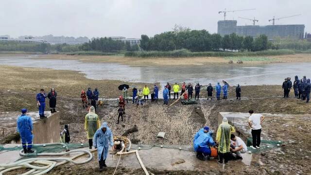 ▲河南省汝州市“抽干湖水抓鳄雀鳝”，让很多人知道了鳄雀鳝这种外来物种。图/新华社