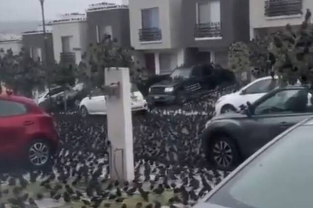墨西哥街头突然出现黑压压的大片鸟群引发人们“世界末日”担忧