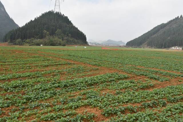 在贵州省兴仁市屯脚镇，经过提质改造后的高标准农田种上了蔬菜。新华社记者施钱贵摄