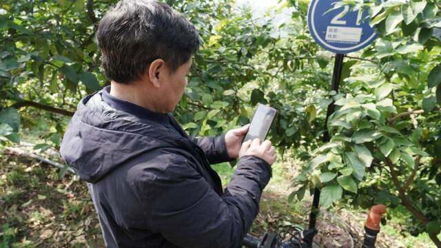 四川资阳市安岳县柠檬种植大户陈跃通过手机操作浇灌柠檬园。新华社发（宗一熹摄）