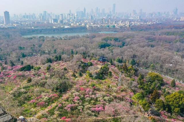 2月19日，游客在江苏南京梅花山赏花游玩（无人机照片）。新华社记者李博摄