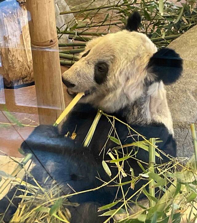 旅美大熊猫“丫丫”视觉中国资料图