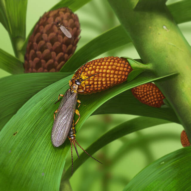 俄罗斯发现已知最古老的携带花粉的昆虫
