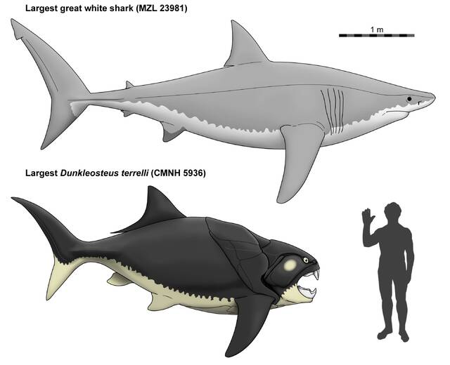 史前海怪泰雷尔邓氏鱼Dunkleosteus terrelli可能比以前认为的更矮更壮