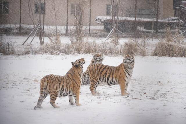 3月1日，在黑龙江东北虎林园，东北虎正在雪中漫步。新华社记者戴锦镕摄