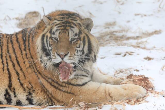 3月1日，黑龙江东北虎林园，东北虎正在进食。新华社记者王大禹摄