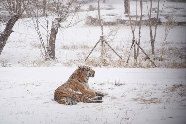 3月1日，黑龙江东北虎林园，东北虎在雪中小憩。新华社记者戴锦镕摄