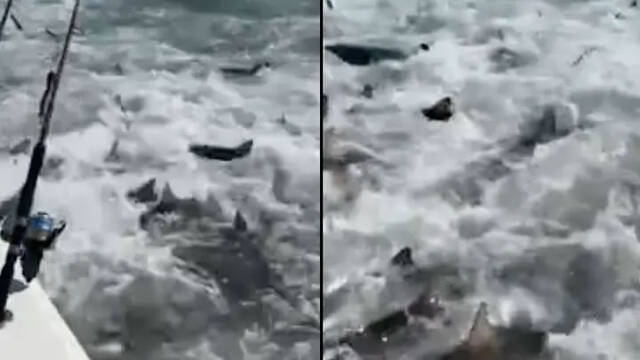美国一对情侣出海捕猎黄鳍鲔鱼忽然发现数百只饥饿鲨鱼正在船四周进食