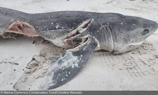 南非开普敦海岸出现17具鲨鱼尸体每具尸体的腹部都遭剖开