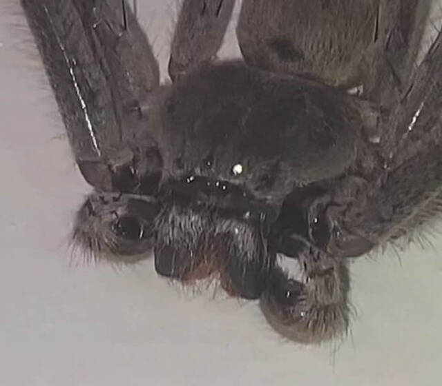 澳洲女子在床上发现一只巨型蜘蛛将其当作宠物饲养取名为Larry