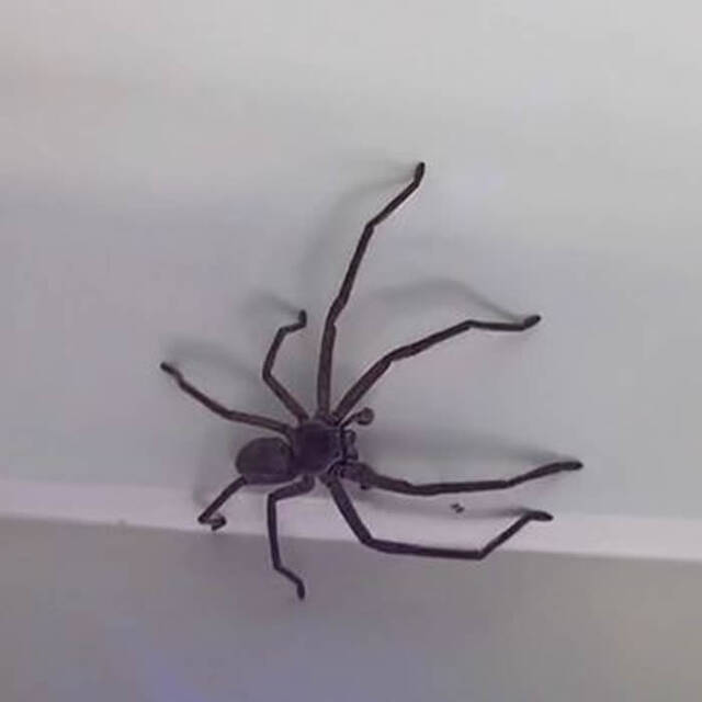 澳洲女子在床上发现一只巨型蜘蛛将其当作宠物饲养取名为Larry