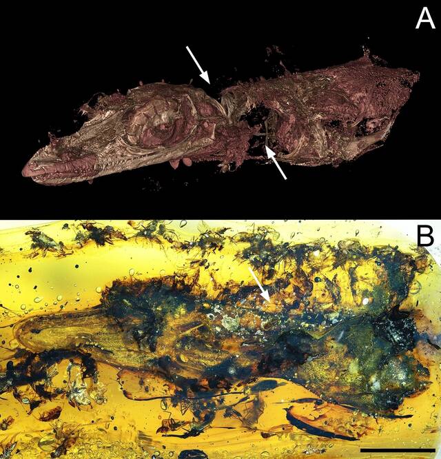 白垩纪琥珀保存了蜥蜴尸体和尸食性昆虫——蚂蚁不在其中