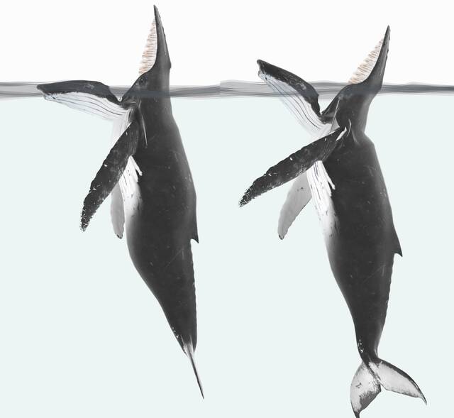 在鲸鱼身上看到的神秘新行为可能在2000多年前古代手稿中有记录