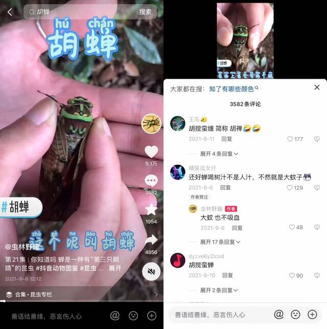 睡在森林里，拍上百种虫子，走红的“博物猎人”短视频