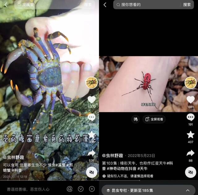 睡在森林里，拍上百种虫子，走红的“博物猎人”短视频