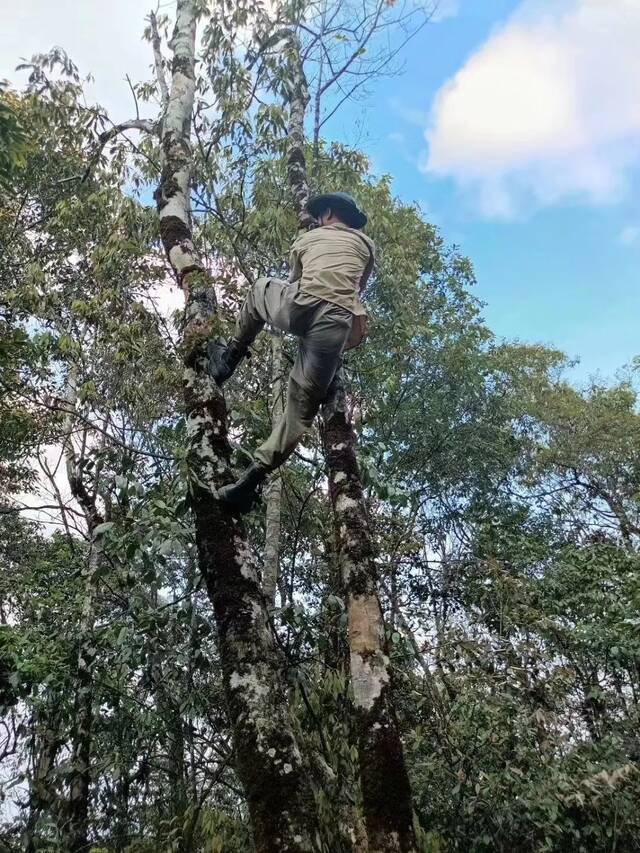 睡在森林里，拍上百种虫子，走红的“博物猎人”短视频