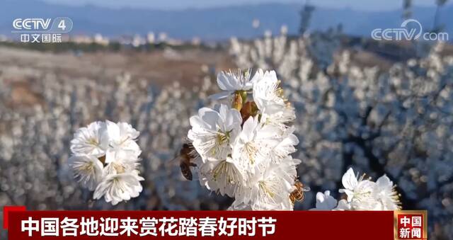 中国各地迎来赏花踏春好时节