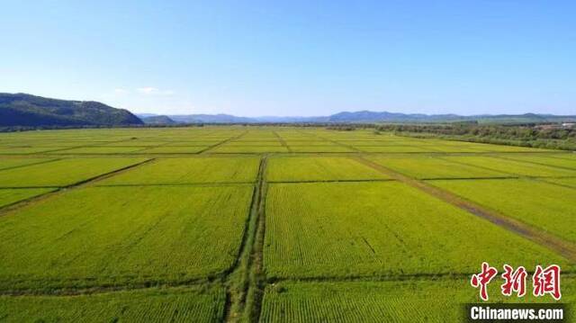 资料图：呼伦贝尔耕地一景。田林鑫摄