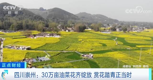 四川崇州30万亩油菜花齐绽放 赏花踏青正当时